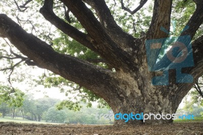 Big Tree In Green Park Stock Photo