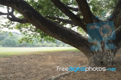 Big Tree In Green Park Stock Photo