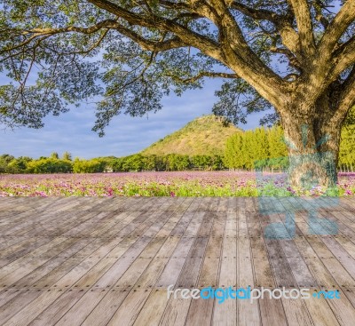 Big Tree In Pink Field Stock Photo