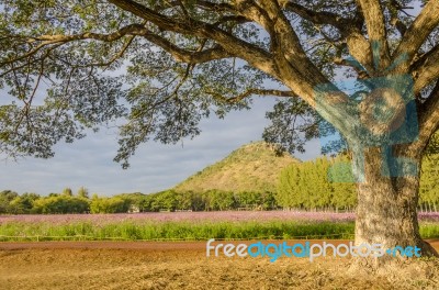 Big Tree In Pink Field Stock Photo