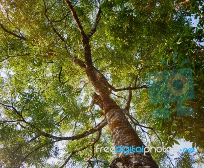 Big Tree Low Angle View.under The Tree In Forest And Sky Backgro… Stock Photo