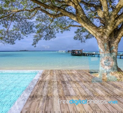 Big Tree On The Beach Stock Photo