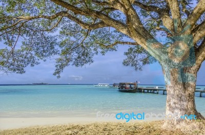 Big Tree On The Beach Stock Photo