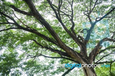 Big Tree With Fresh Green Leaves Stock Photo