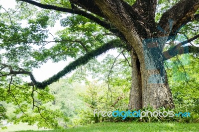 Big Tree With Fresh Green Leaves Stock Photo