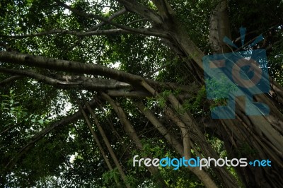 Big Tree With Hanging Vines Stock Photo