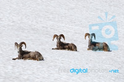 Bighorn Sheep Stock Photo