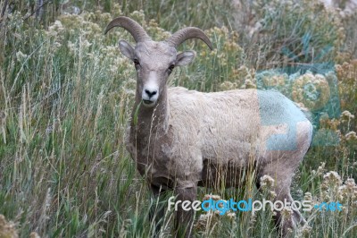 Bighorn Sheep (ovis Canadensis) Stock Photo