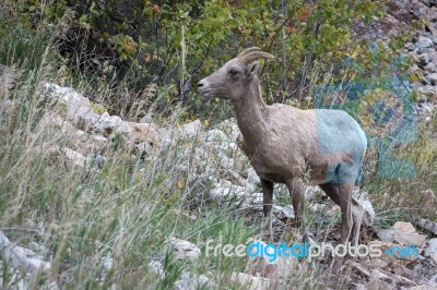 Bighorn Sheep (ovis Canadensis) Stock Photo