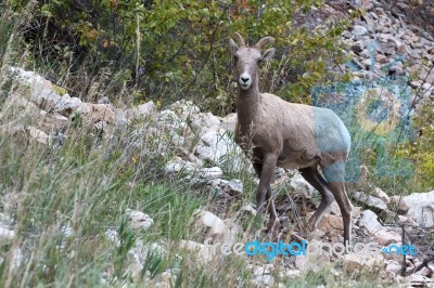 Bighorn Sheep (ovis Canadensis) Stock Photo