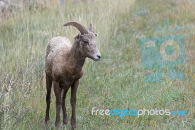 Bighorn Sheep (ovis Canadensis) Stock Photo