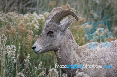 Bighorn Sheep (ovis Canadensis) Stock Photo