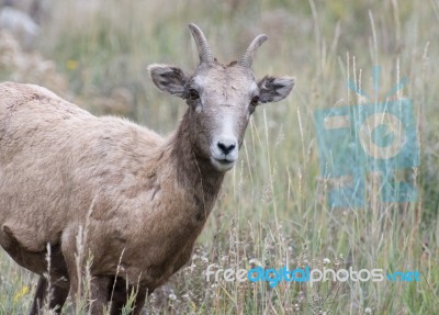 Bighorn Sheep (ovis Canadensis) Stock Photo