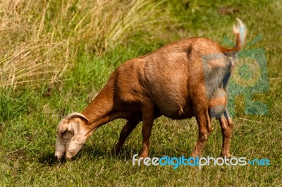 Billy Goat Stock Photo