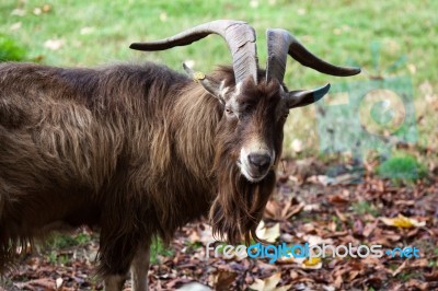 Billy Goat Stock Photo