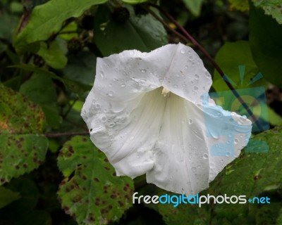 Bindweed, Convolvulus Stock Photo