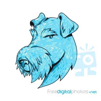 Bingley Terrier Head Drawing Stock Image