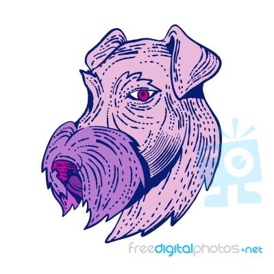 Bingley Terrier Head Etching Color Stock Image