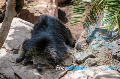 Binturong (arctictis Binturong) Asleep At The Bioparc In Fuengir… Stock Photo