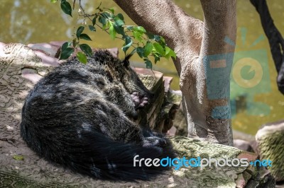 Binturong (arctictis Binturong) Asleep At The Bioparc In Fuengir… Stock Photo