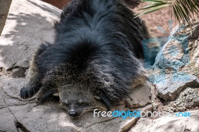 Binturong (arctictis Binturong) Asleep At The Bioparc In Fuengir… Stock Photo