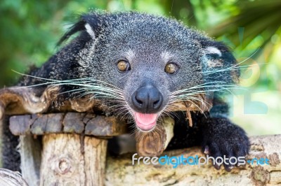 Binturong, Bearcat, Arctictis Binturong In Zoo Stock Photo