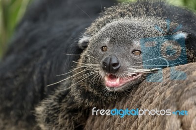 Binturong, Bearcat, Arctictis Binturong On Branch Stock Photo