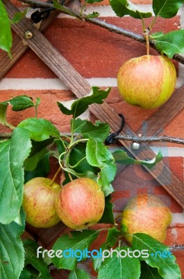 Biological Apples Stock Photo