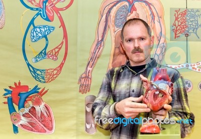 Biology Teacher Showing Model Of Human Heart Stock Photo