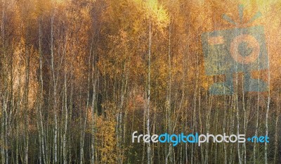 Birch Stock Photo