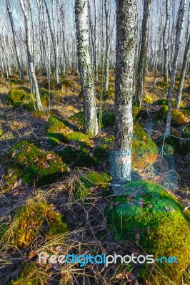 Birch Tree Forest On A Swamp Stock Photo