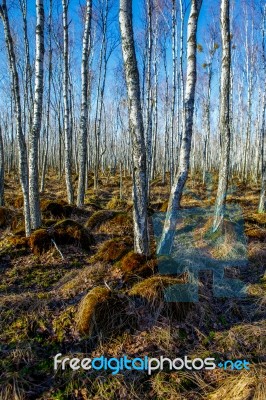 Birch Tree Forest On A Swamp Stock Photo