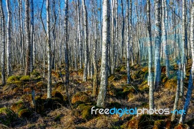 Birch Tree Forest On A Swamp Stock Photo