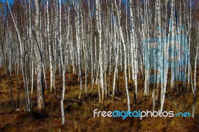 Birch Tree Forest On A Swamp Stock Photo