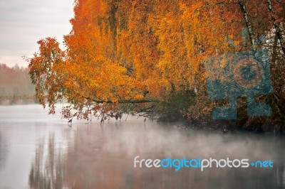 Birch Tree Near The River On A Misty Morning Stock Photo