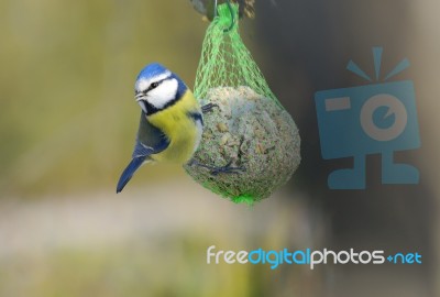 Bird Stock Photo