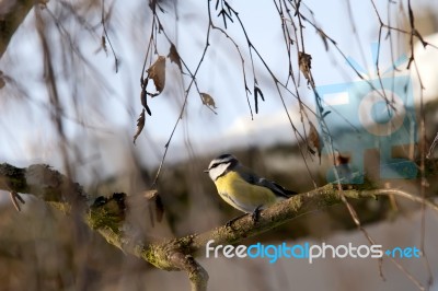 Bird Stock Photo