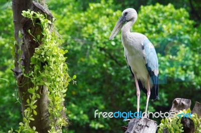 Bird Stock Photo