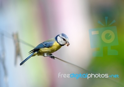 Bird Stock Photo