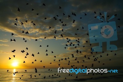 Bird And Sea On Morning Time Stock Photo