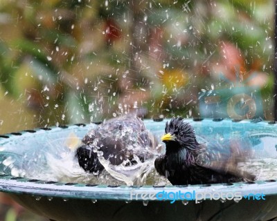 Bird Bath Stock Photo