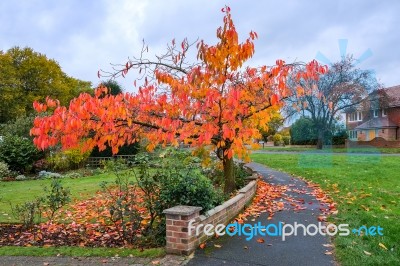 Bird Cherry (prunus Padus) Tree In Autumn In East Grinstead Stock Photo