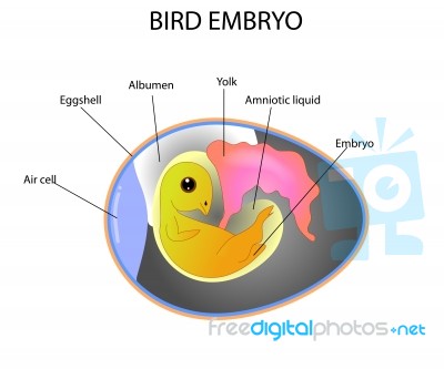 Bird Embryo Stock Image