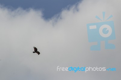 Bird Flying Stock Photo