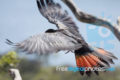 Bird In Flight Stock Photo