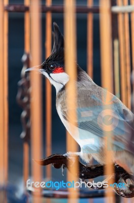 Bird In The Cage Stock Photo