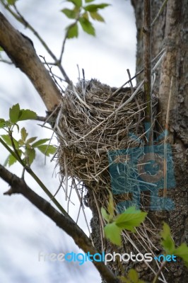 Bird Nest In Tree Stock Photo