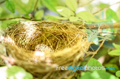 Bird Nest With Egg In Natural Stock Photo