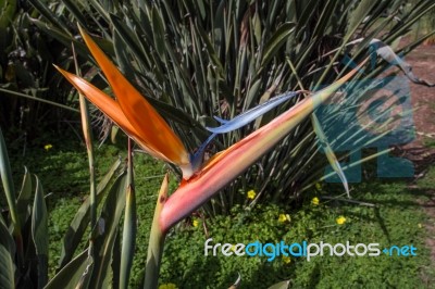 Bird Of Paradise Stock Photo