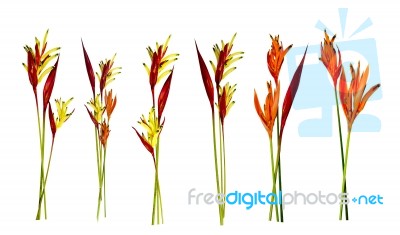 Bird Of Paradise Flower Stock Photo